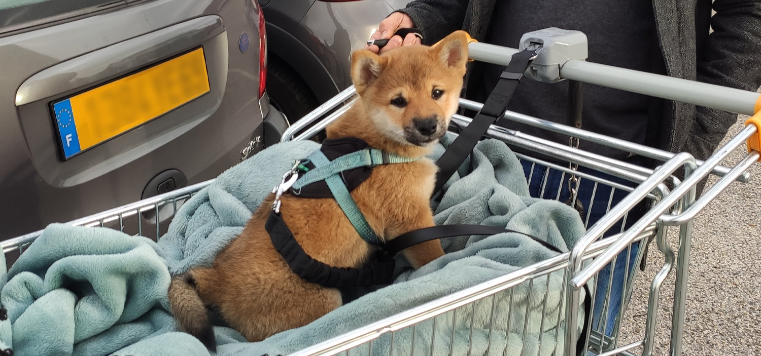 Socialiser chiot 2 mois.jpg